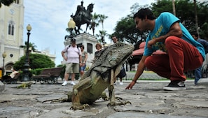 A large iguana on a cobblestone surface with people in the background.