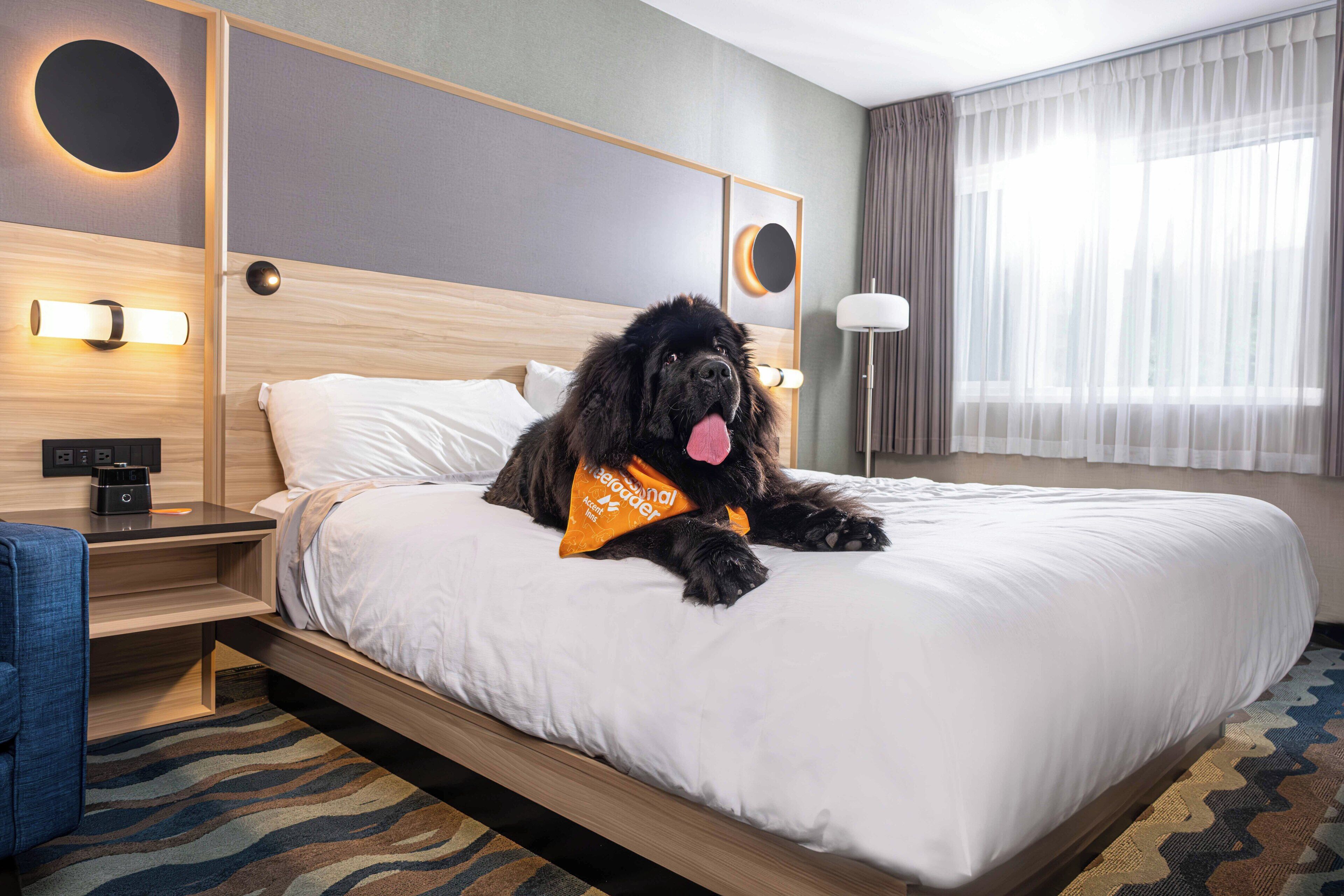 Kamer, 1 kingsize bed met slaapbank | Pillowtop-bedden, een bureau, verduisterende gordijnen