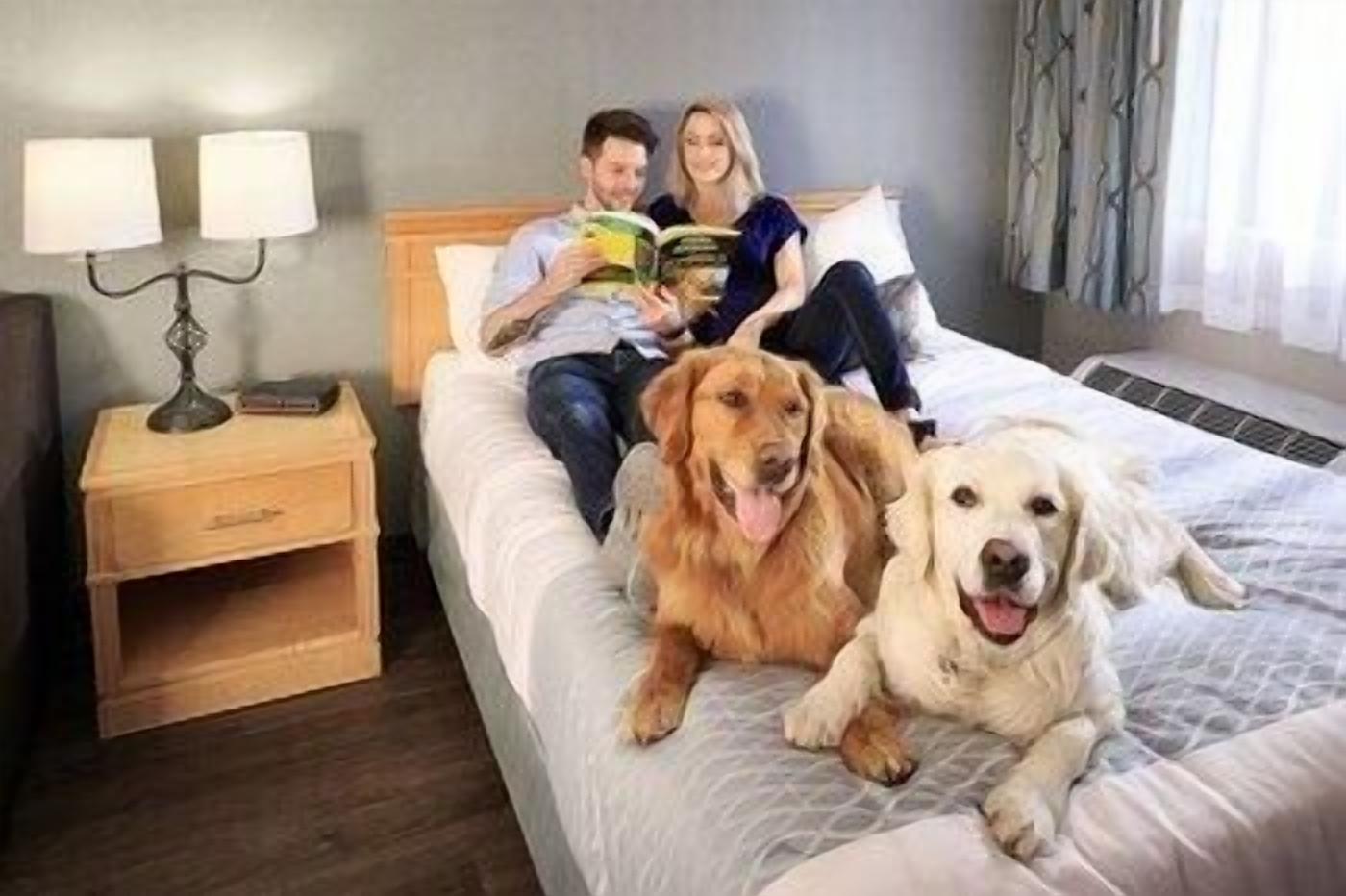 Pillow-top beds, desk, blackout curtains, soundproofing