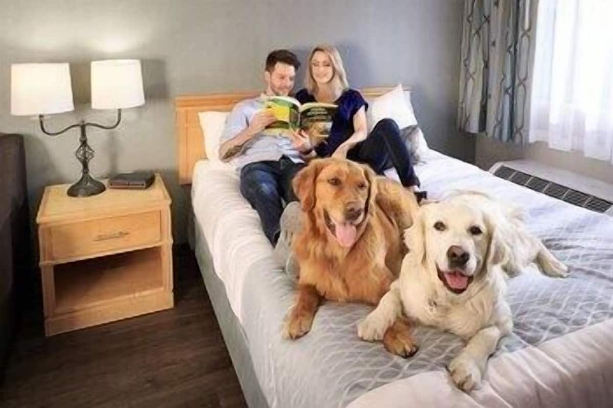 Pillow-top beds, desk, blackout curtains, soundproofing