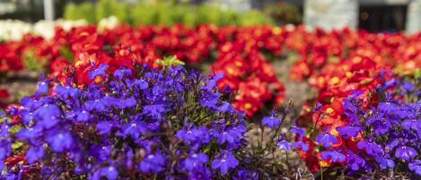 Ein Garten mit roten und violetten Blumen vor einem Steinhaus.
