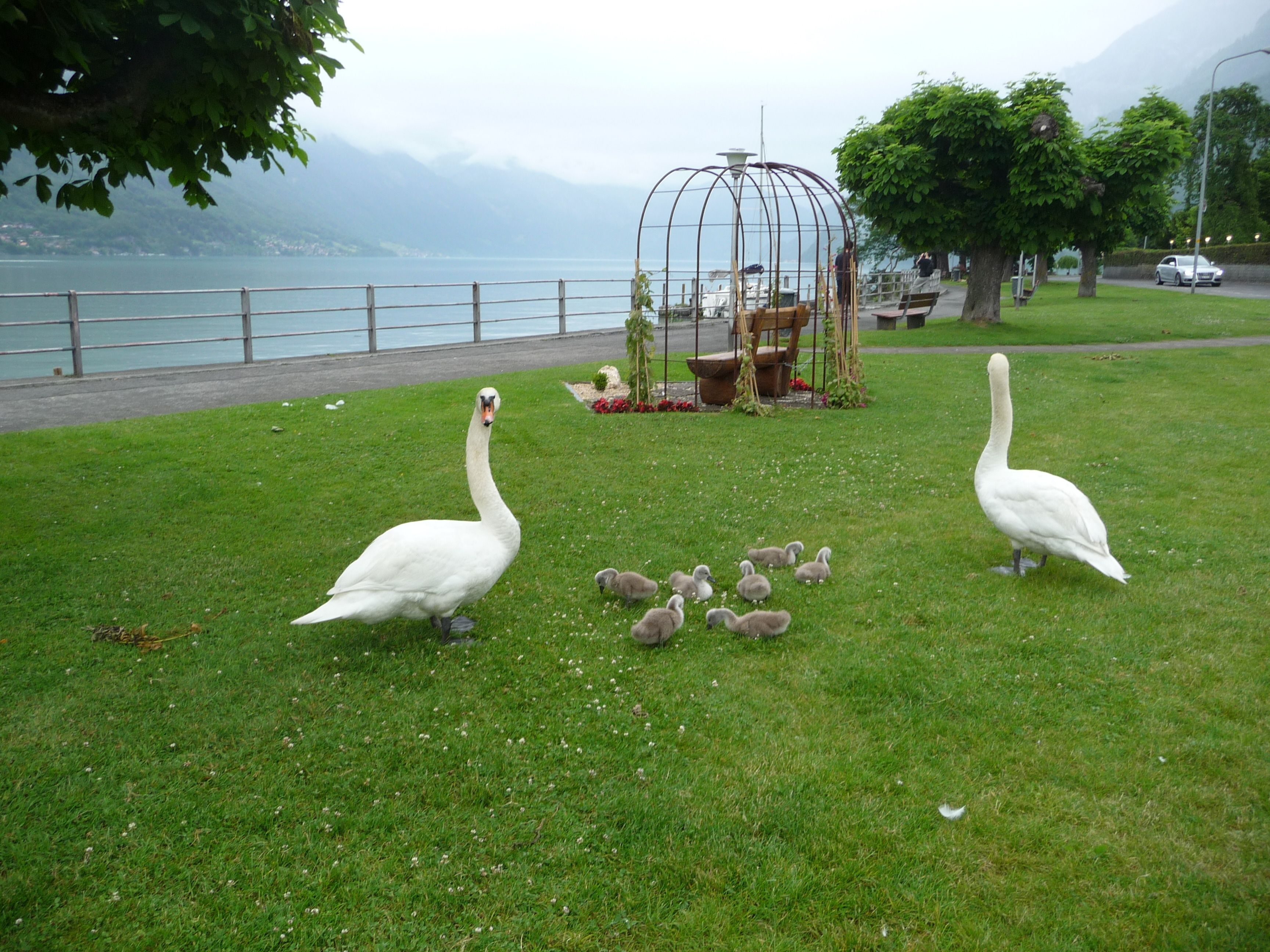 A grassy area with swans and their cygnets, a gazebo, and a view of a lake and mountains in the background.