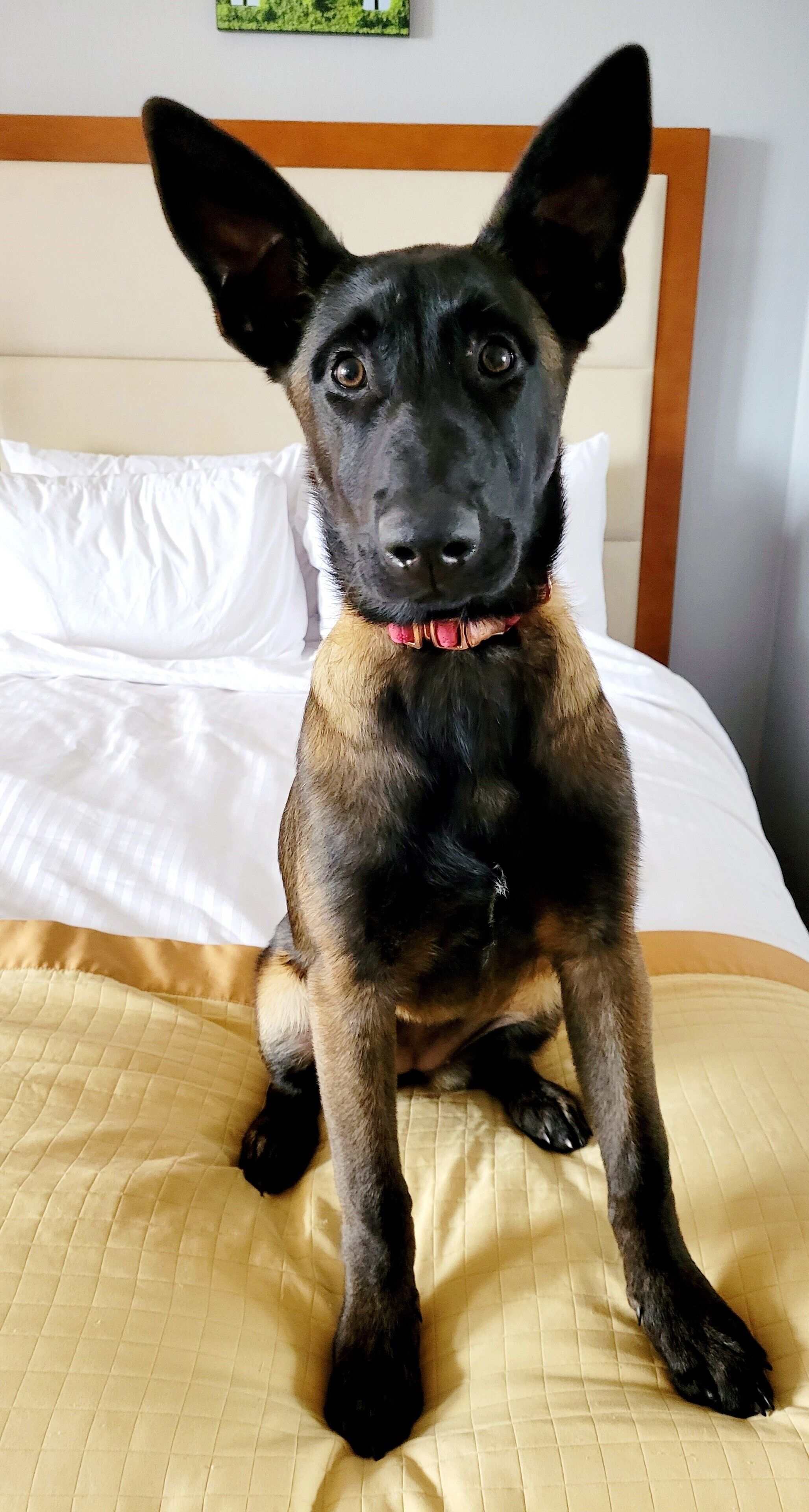 Un perro sentado en una cama con cabecera blanca y colcha amarilla acolchada.