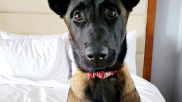 Un perro sentado en una cama con cabecera blanca y colcha amarilla acolchada.