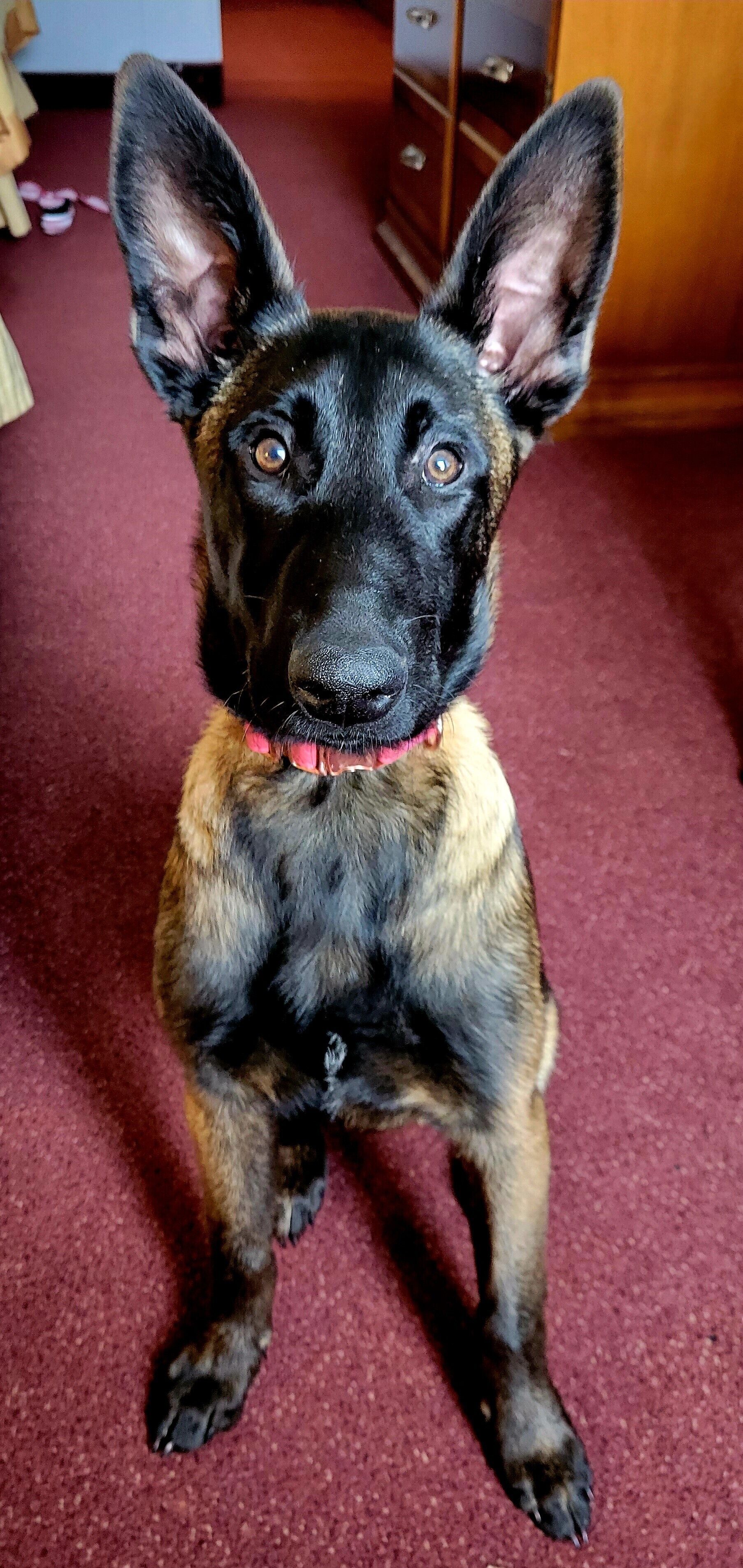 A dog sitting on a red carpet with large ears.
