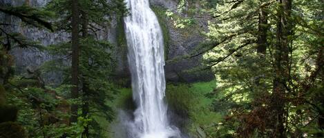 Una cascada rodeada de bosque denso.