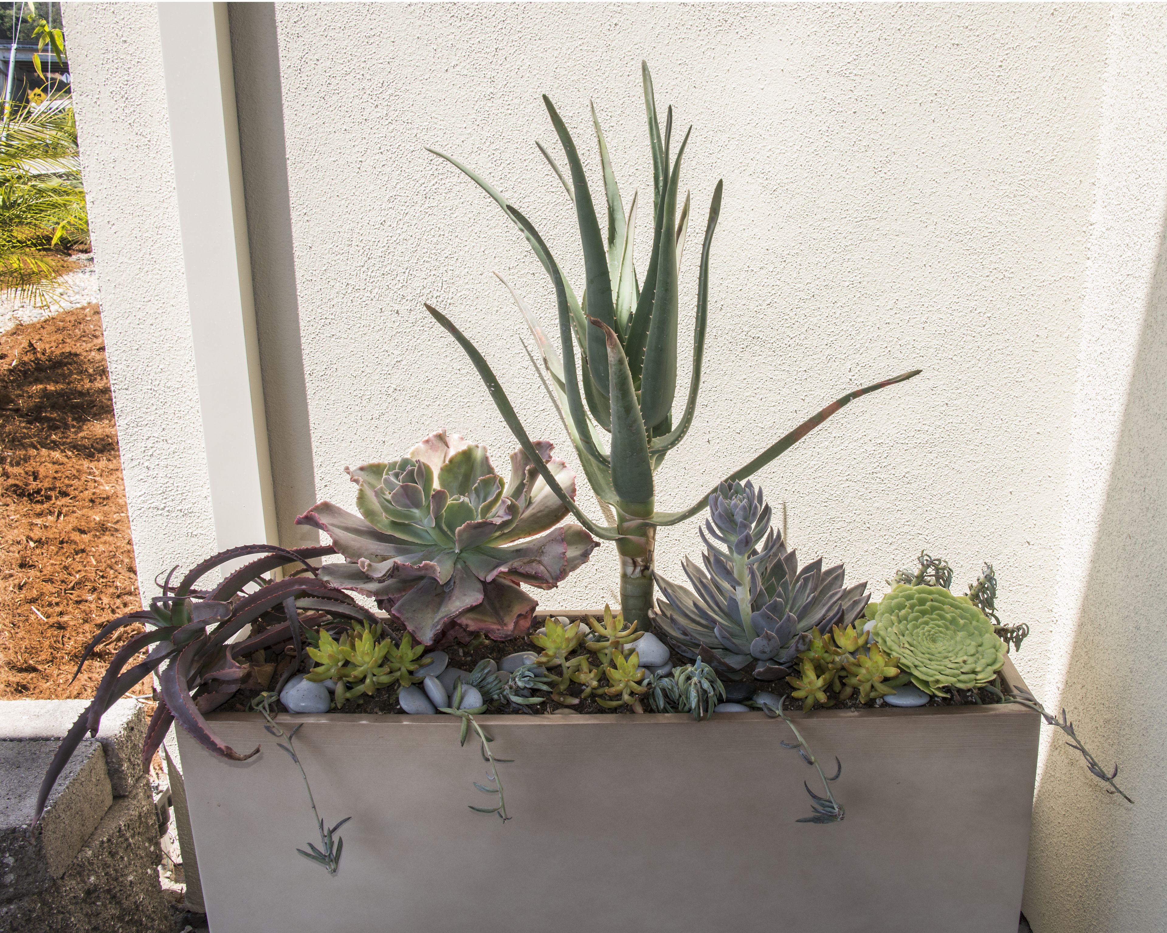 A planter box with various succulents and a tall aloe vera plant against a textured wall.