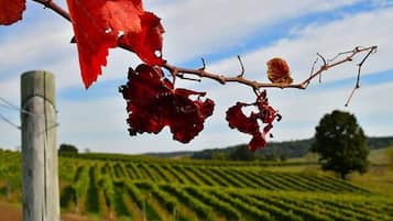 A vineyard with rows of grapevines and a wooden fence in the foreground.