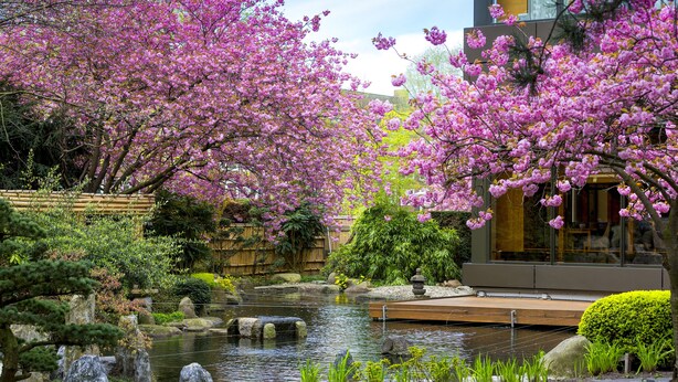 Un jardin paisible avec un bassin à carpes koï, des cerisiers en fleurs et un bâtiment traditionnel japonais.