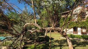 Un árbol con tronco retorcido en un jardín ajardinado con un sendero de piedra y un edificio al fondo.