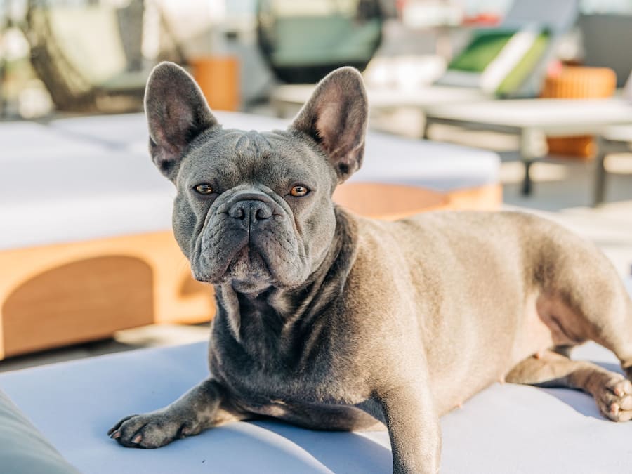 Un chien allongé sur un transat, avec des chaises longues et des parasols en arrière-plan.