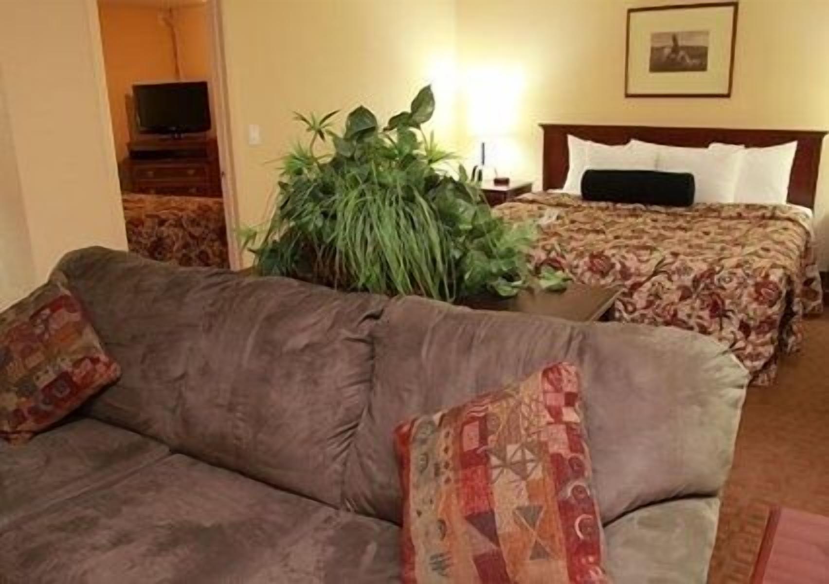 A hotel room with a brown sofa, a large potted plant, a bed with floral bedding, and a television in the corner.