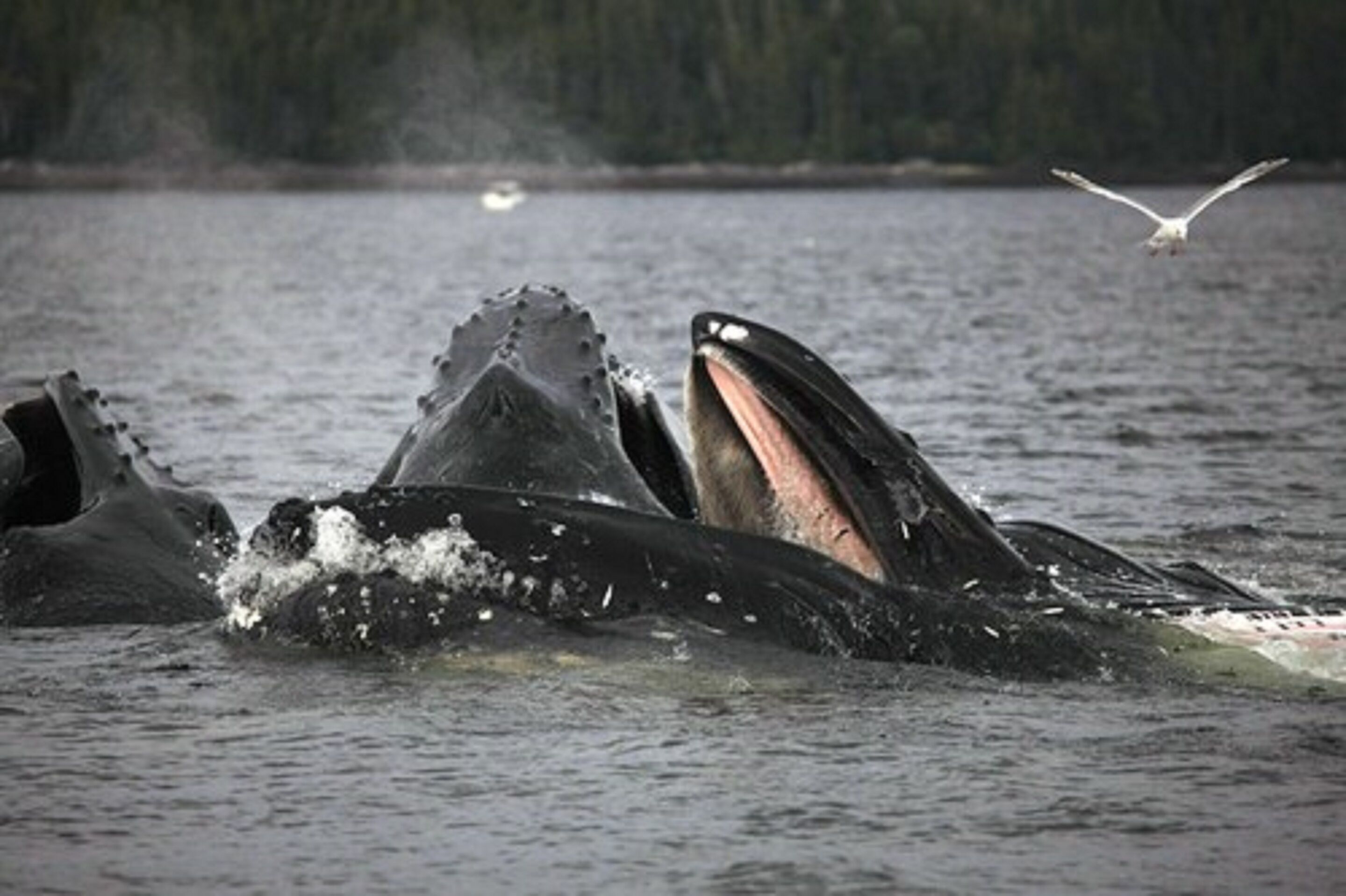 A whale breaching with water splashing around it.