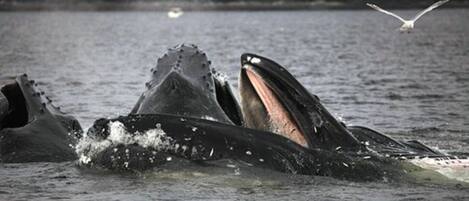 A whale breaching with water splashing around it.