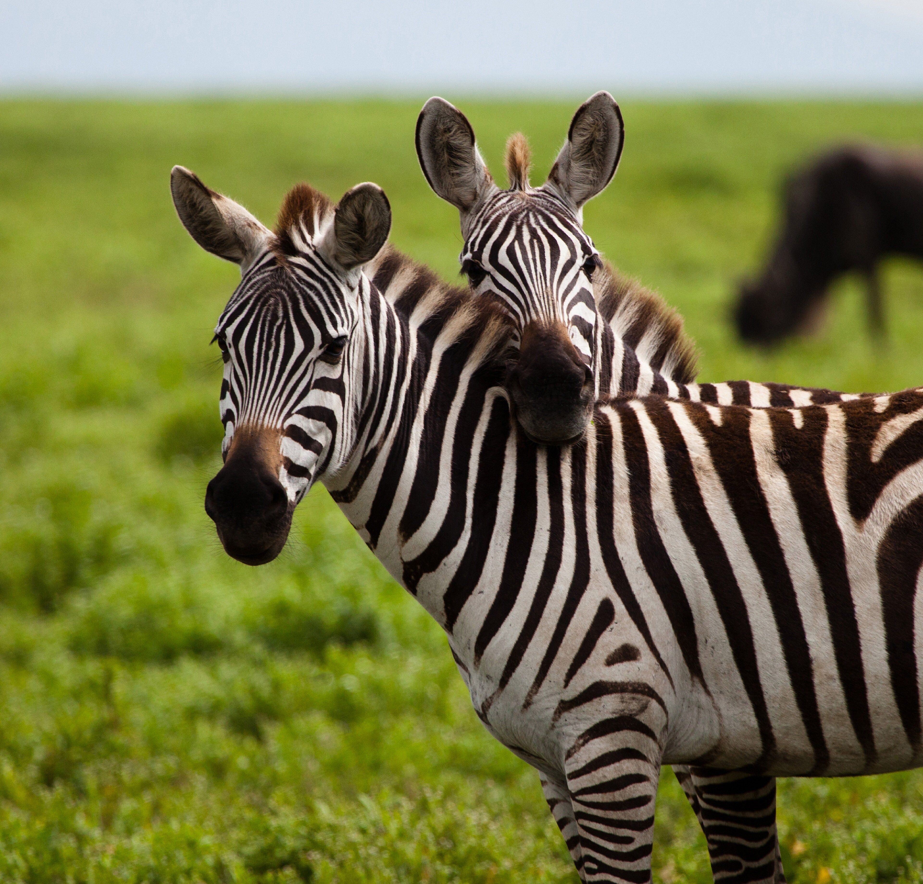 Two zebras standing in a grassy field.