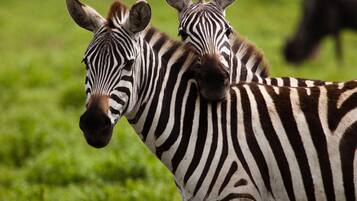 Two zebras standing in a grassy field.