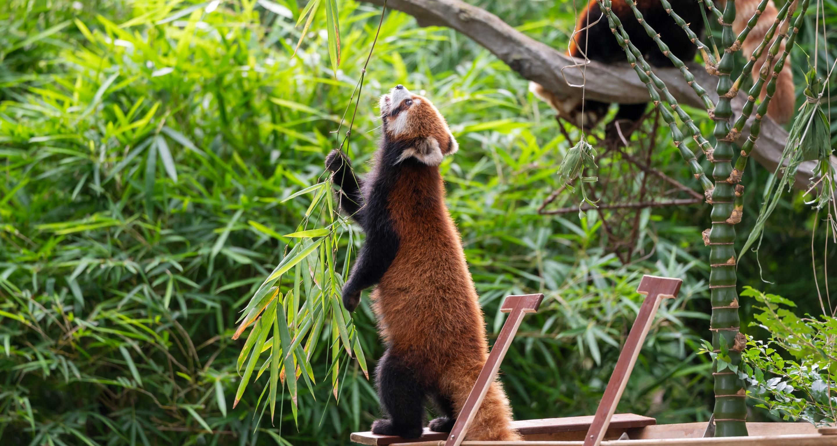 Un panda rojo de pie sobre una plataforma con ramas de bambú, rodeado de follaje.