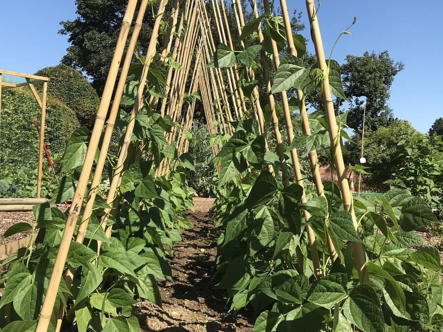 Jardí amb una estructura de bambú que fa de bastidor per a plantes trepadores.