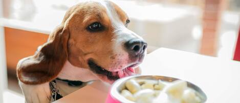 A dog looking over a table with a pink bowl.