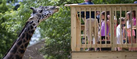 A giraffe reaching over a wooden railing to eat leaves from a platform where people are standing.