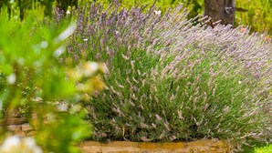A garden with a stone planter filled with lavender and a stone fountain. - Hotel Novotel Aix en Provence Pont de l'Arc Fenouillères (Aix-en-Provence)