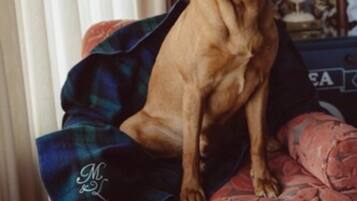 A dog sitting on a patterned sofa with a plaid blanket.