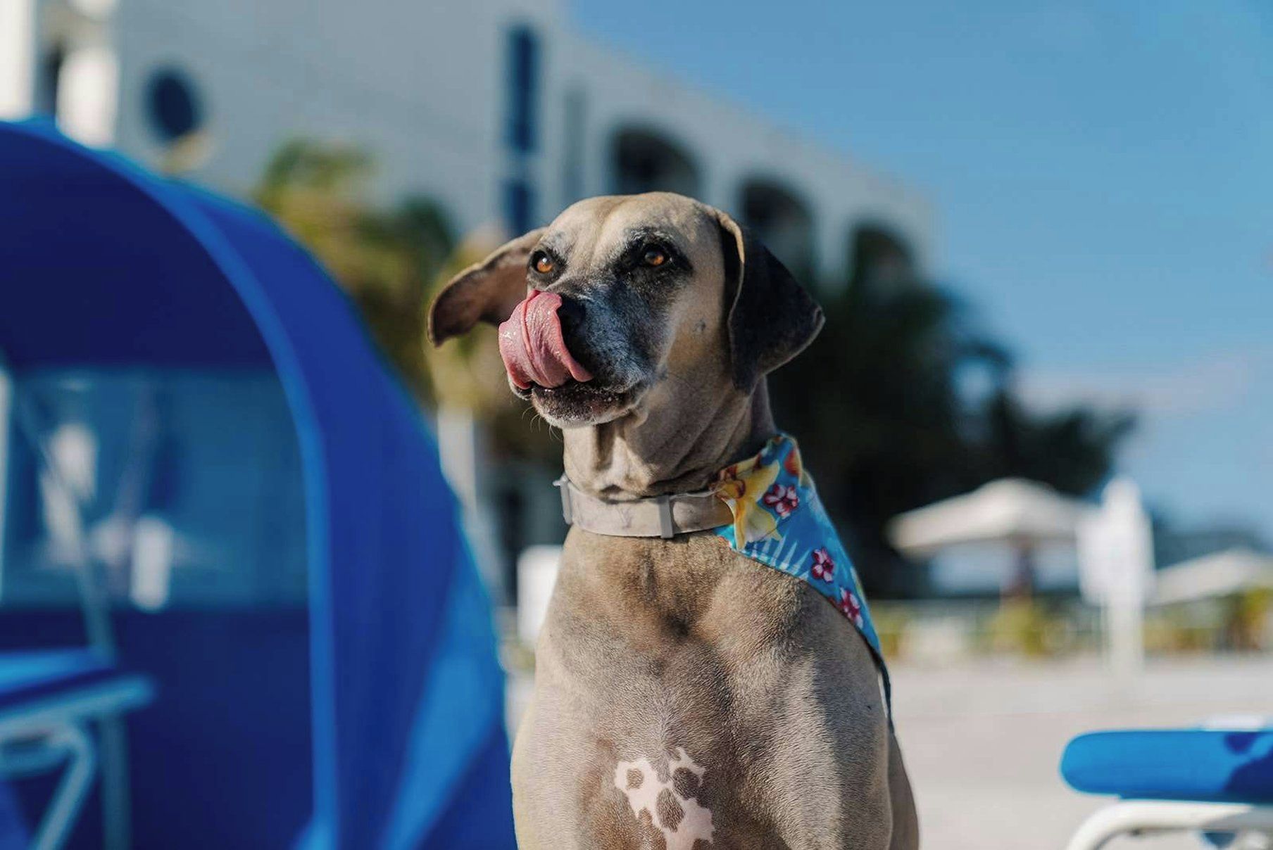Un chien portant un bandana, debout devant une tente bleue.