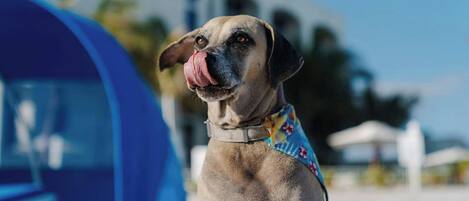 A dog with a bandana standing in front of a blue tent.