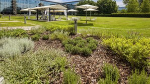 Un jardín al aire libre con zona de estar bajo sombrillas, rodeado de diversas plantas y árboles.