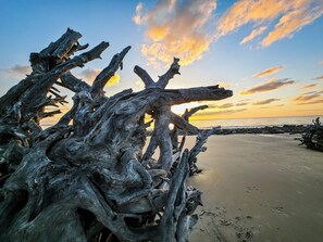 Une plage parsemée de bois flotté, avec un coucher de soleil en arrière-plan.