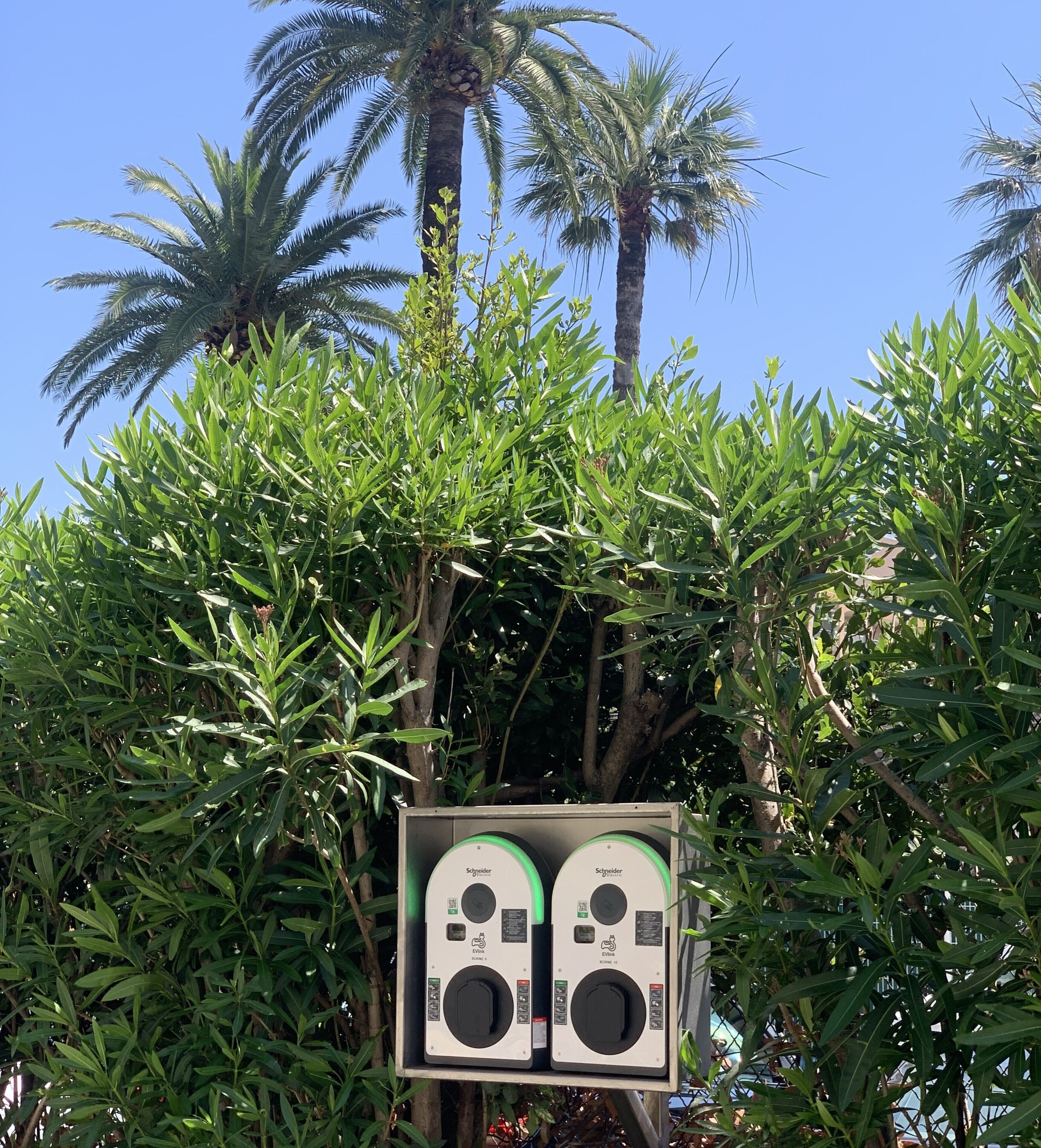 Un parcmètre avec un feu vert, entouré d’une végétation luxuriante et de palmiers.