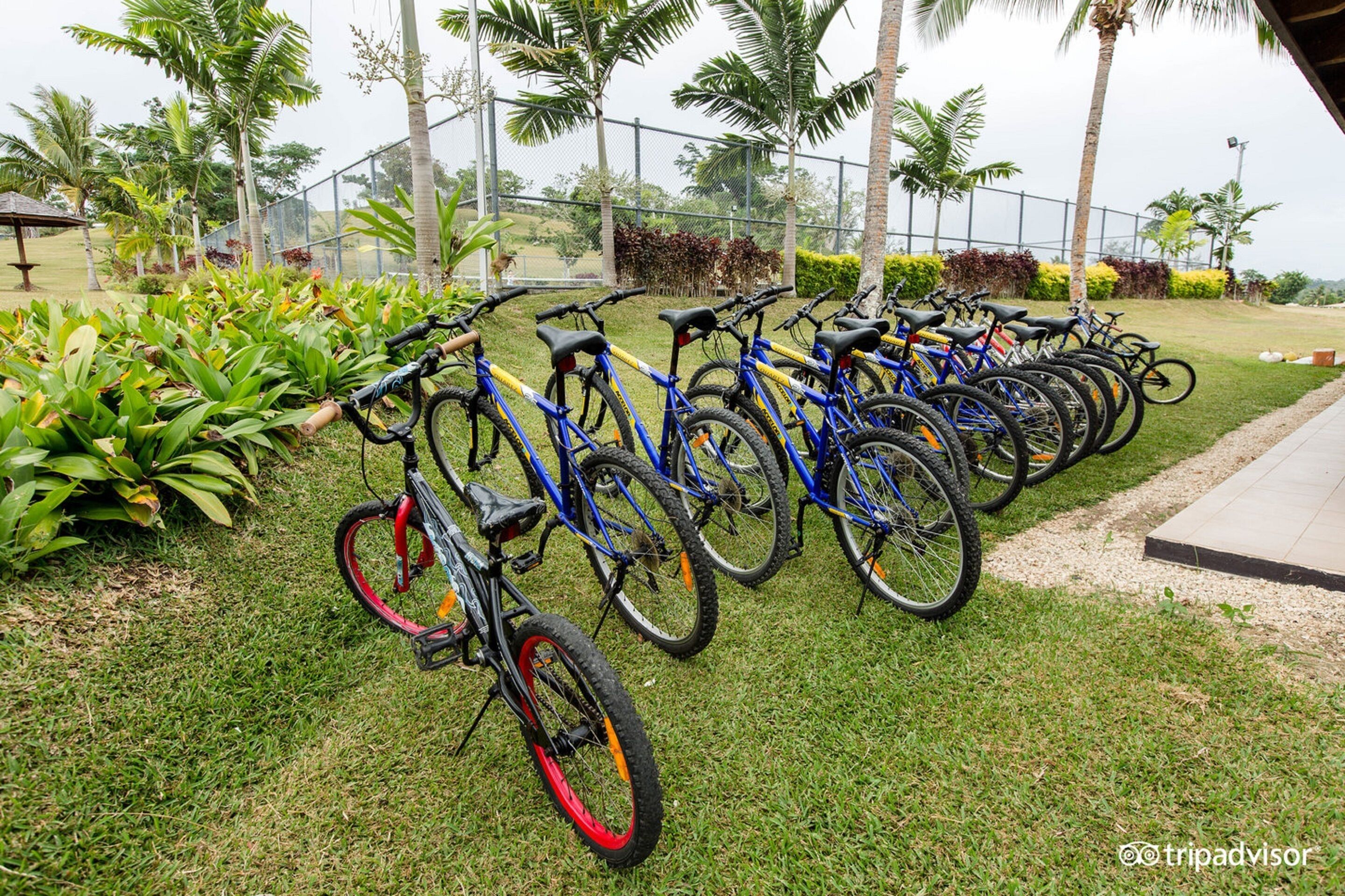 Varias bicicletas están aparcadas en un césped con una cerca y palmeras al fondo.