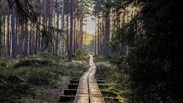 Une promenade en bois serpente à travers une forêt dense, où de grands arbres s’élèvent et où la lumière du soleil filtre à travers le feuillage.