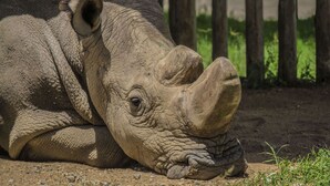 A rhinoceros lying on the ground with a fence in the background.