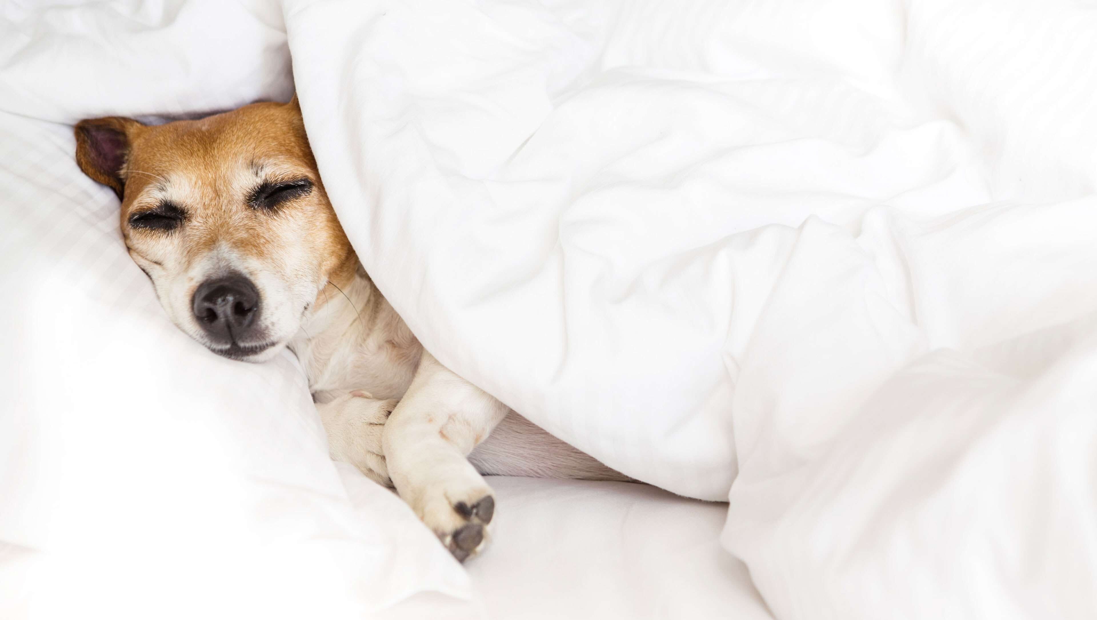 A dog sleeping under a white blanket in a bed.