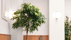 A modern living room with a sectional sofa, a coffee table, and a large potted plant. - Tilden Hotel (San Francisco)