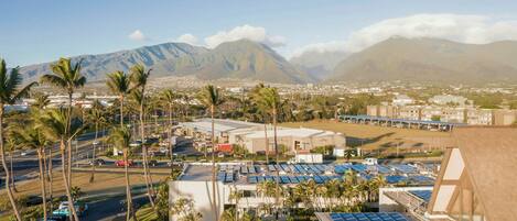 A commercial building with solar panels, surrounded by palm trees and a parking lot.