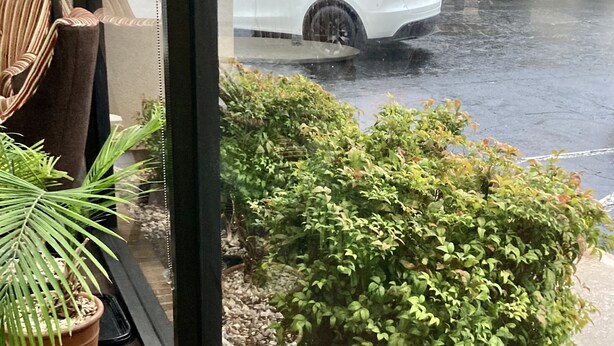 A view through a window with a potted plant and a small bush in a gravel bed.
