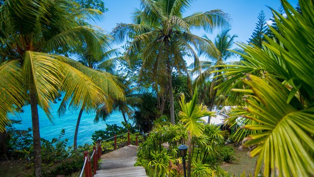 A wooden pathway leading to a beach with palm trees and a clear blue sky.