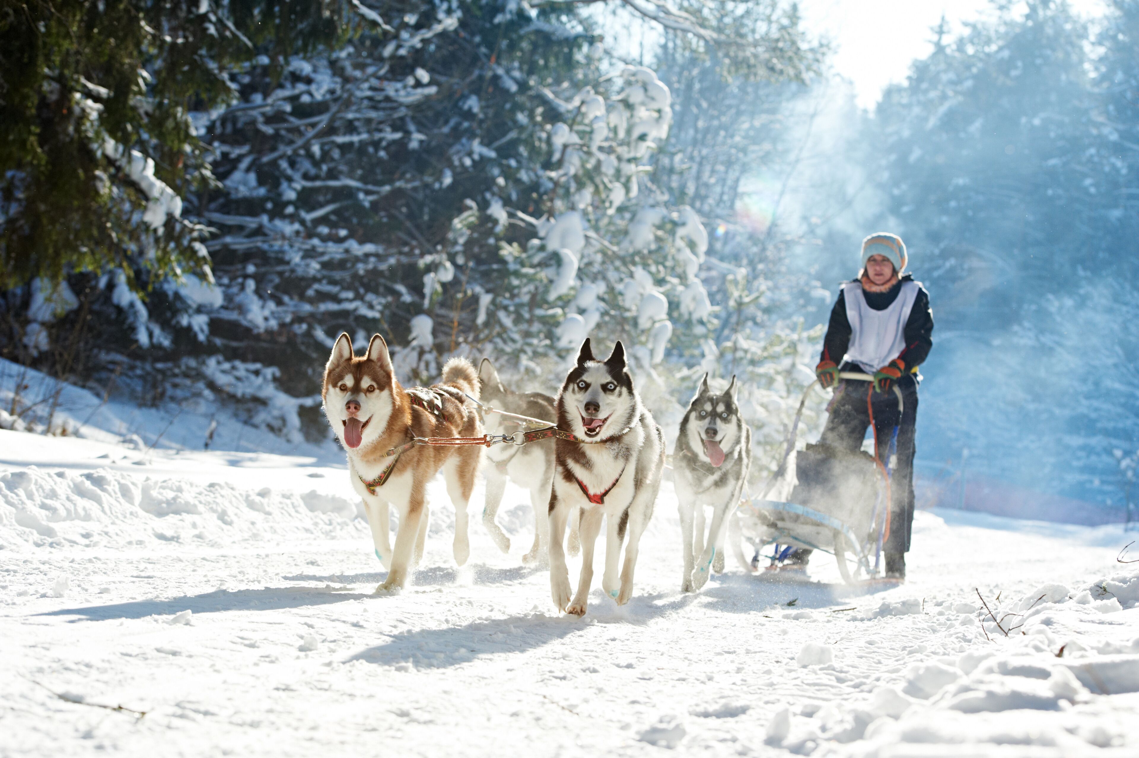 A person leading a team of sled dogs in a snowy forest.