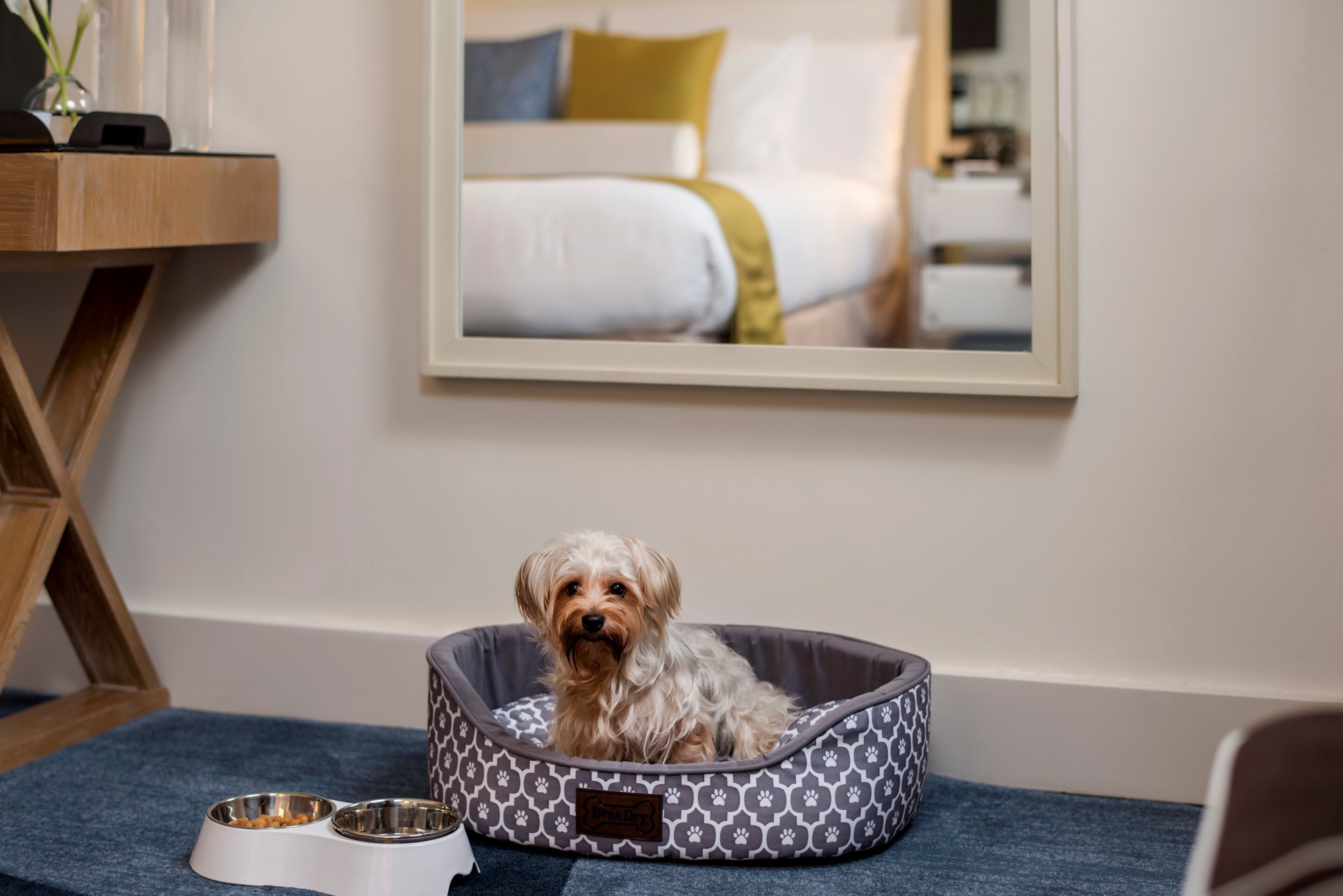 pet-friendly amenities