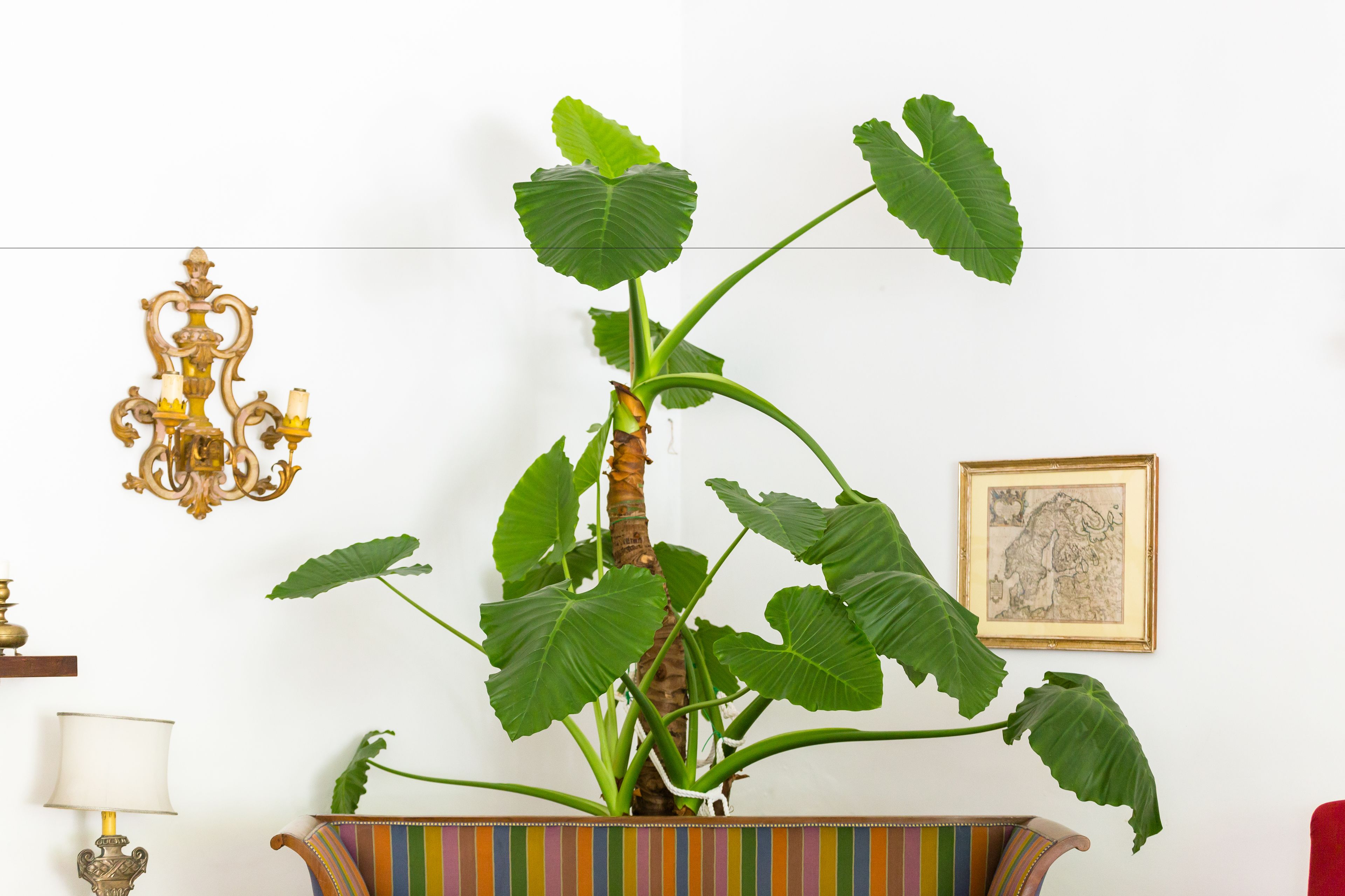 A potted plant with large leaves in a striped container, a chandelier, and a framed picture on a white wall.