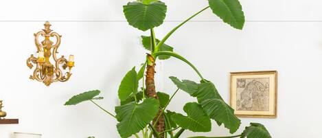 A potted plant with large leaves in a striped container, a chandelier, and a framed picture on a white wall.