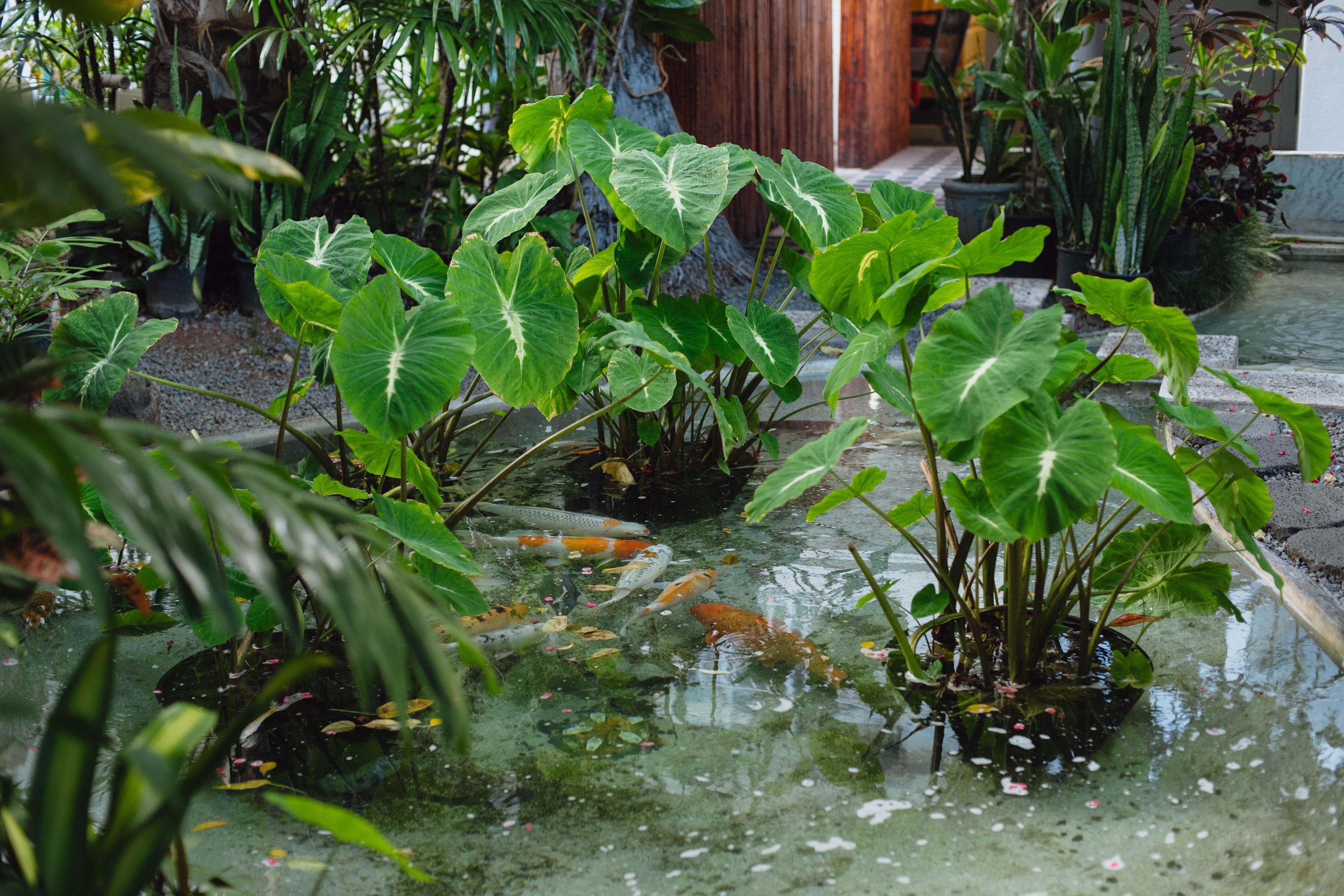 Foto - Oasis Hotel Waikiki