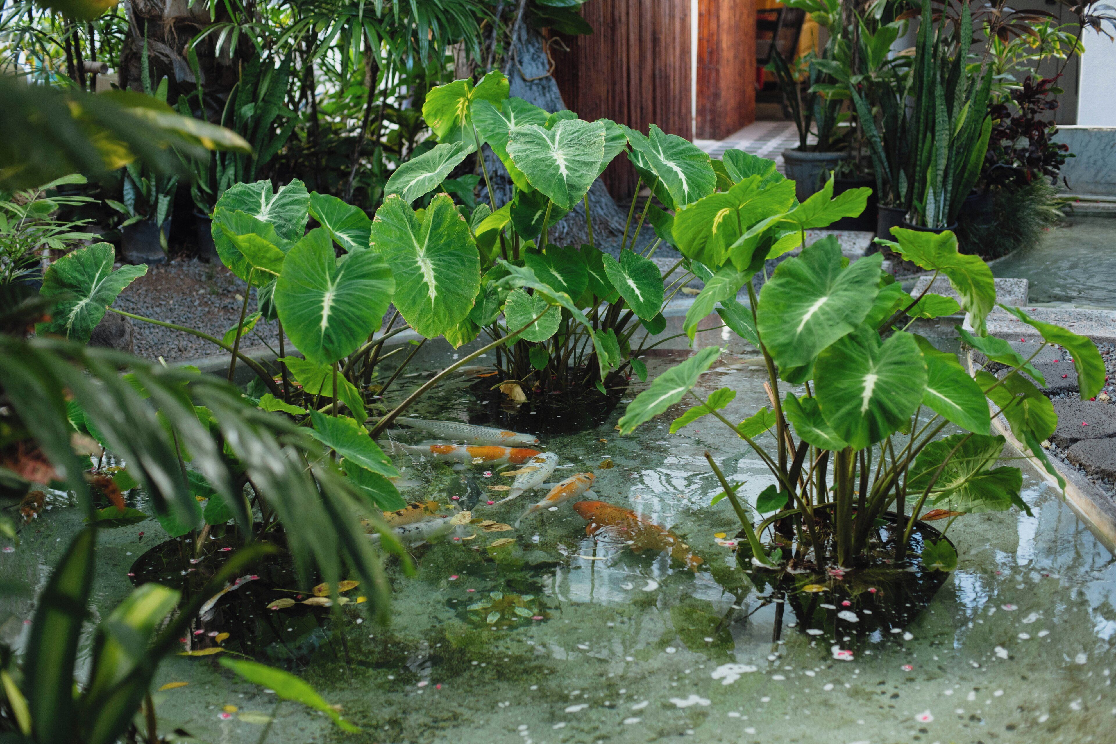 Un jardín con nenúfares y diversas plantas.
