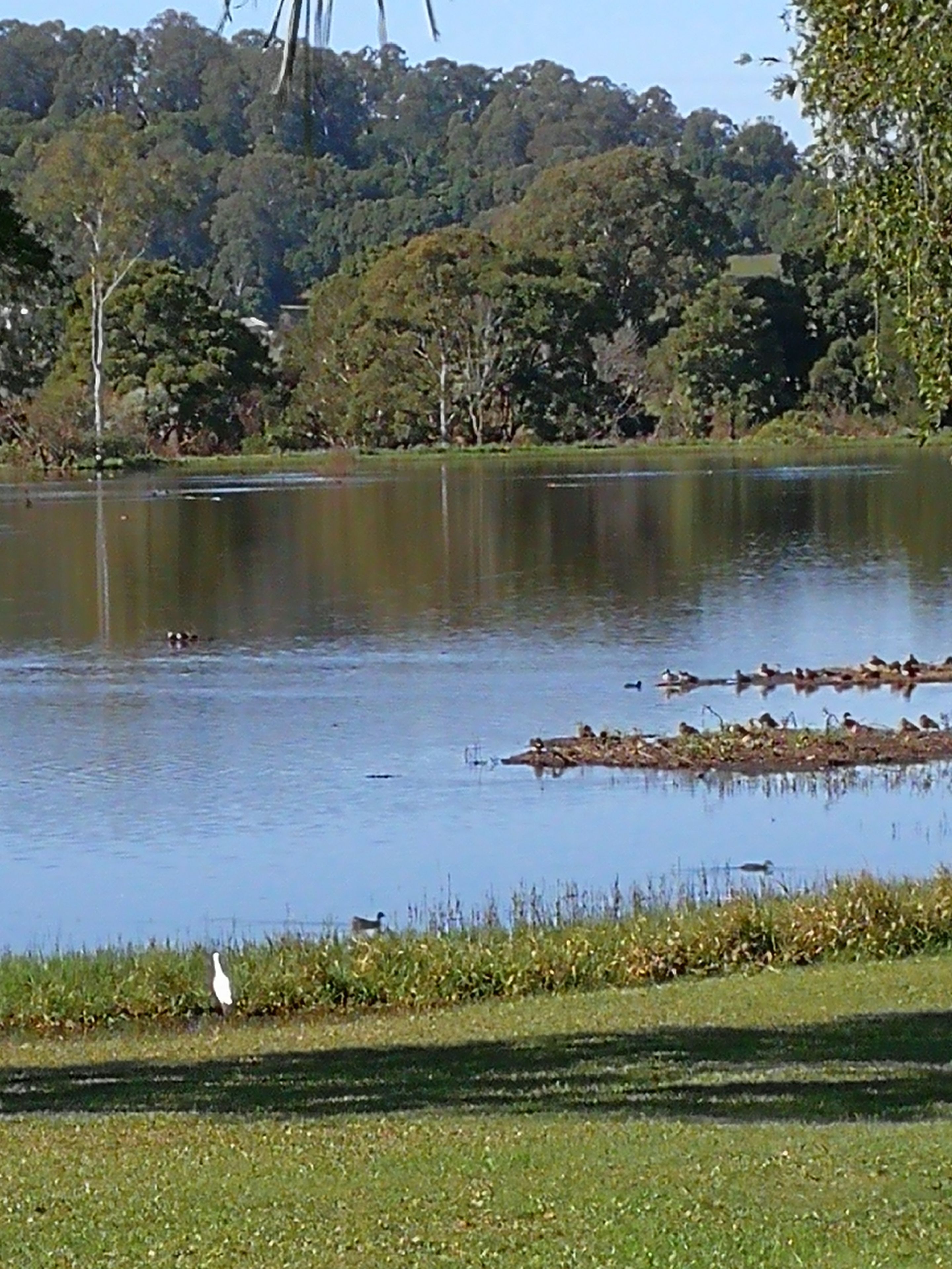 Un lago con orilla cubierta de hierba y árboles al fondo.
