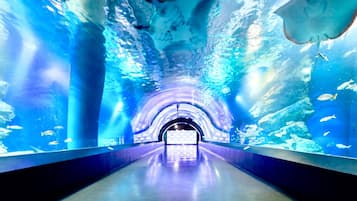 An underwater tunnel with clear blue water, fish, and rays visible.