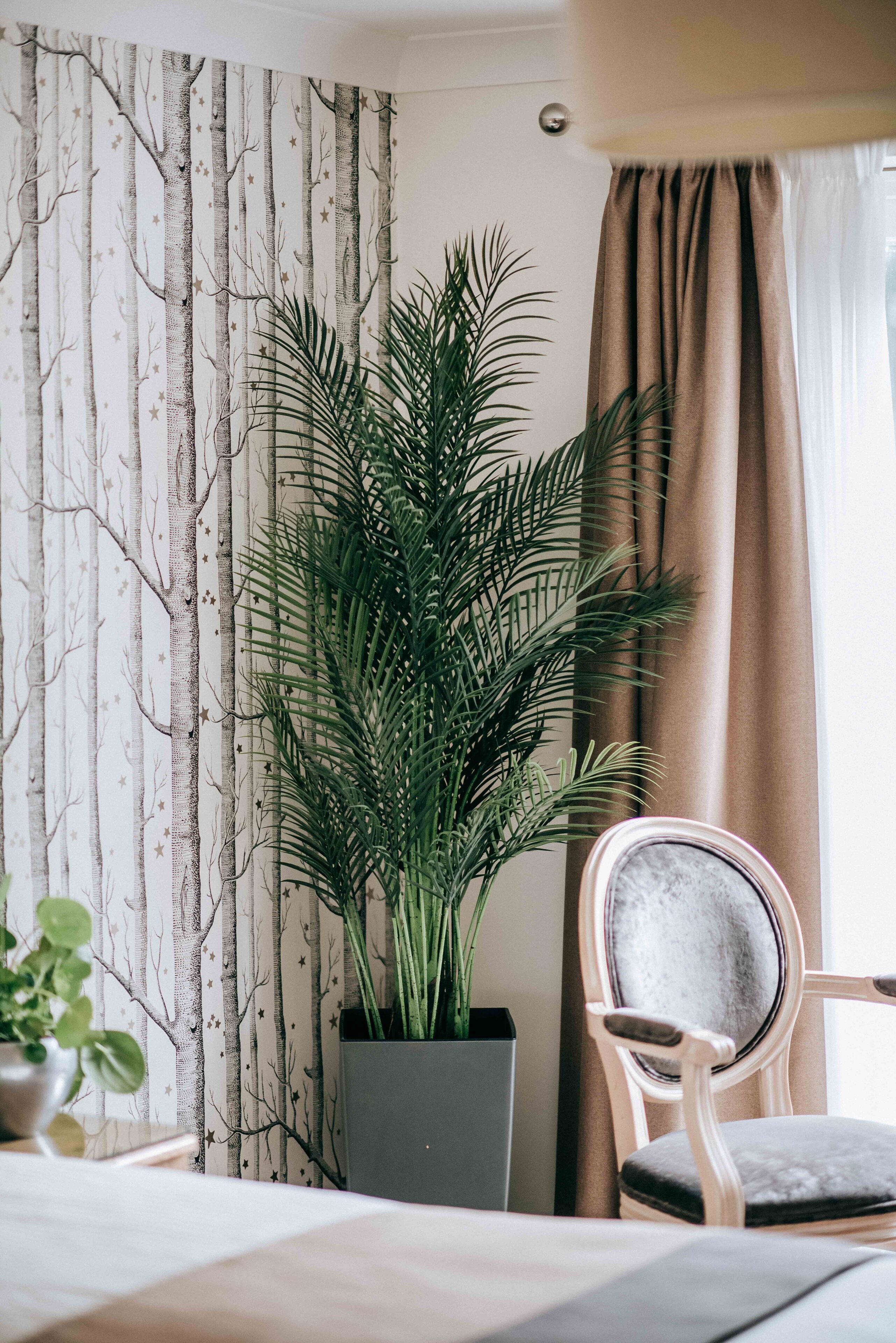 A room with a large potted plant, a chair, and a curtain.