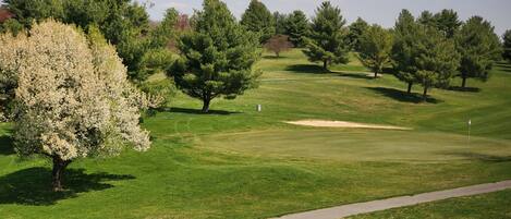 Un campo de golf con un green cuidado, búnkeres de arena y árboles.