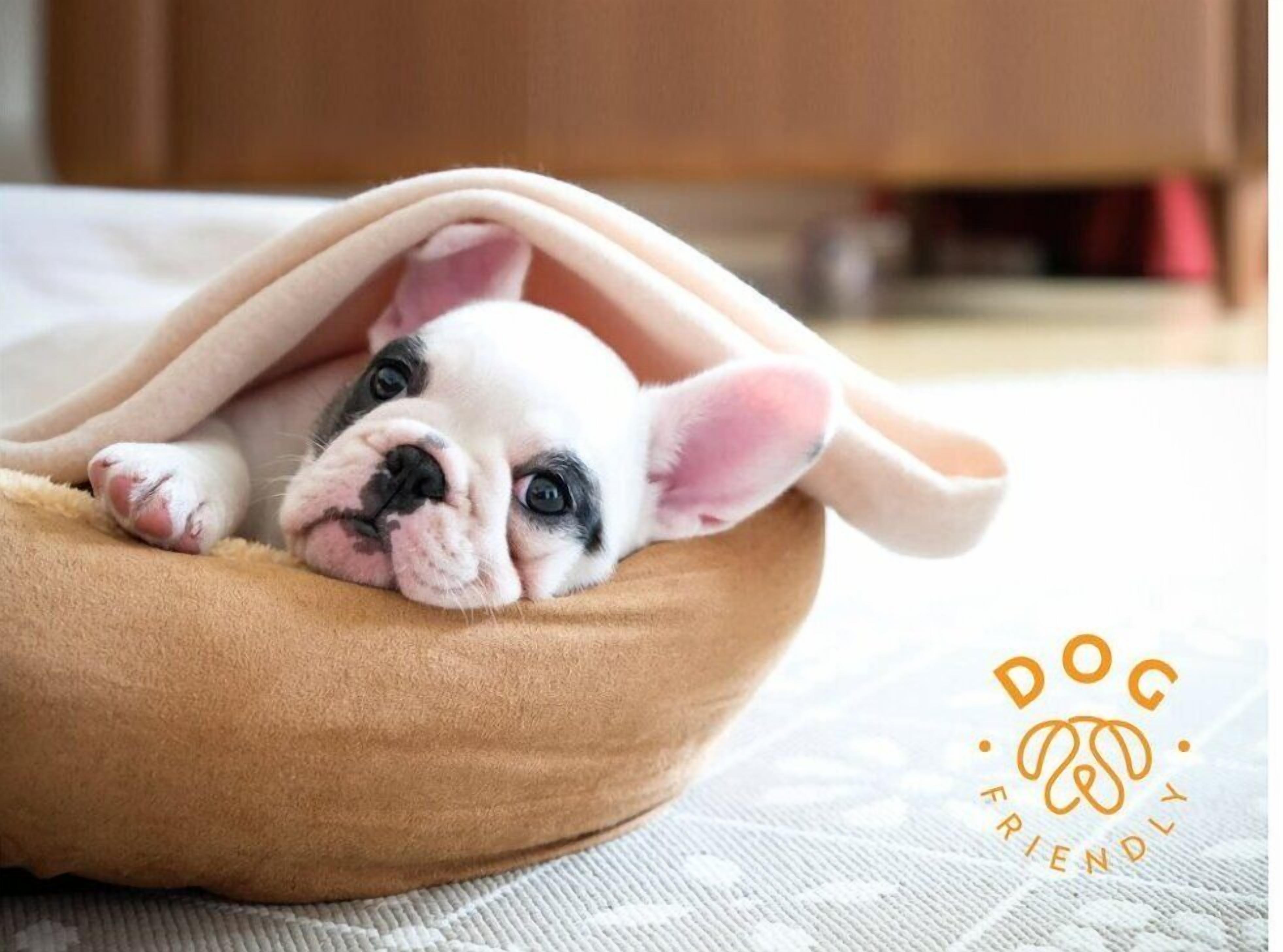 A small dog in a cozy, round, beige pet bed.